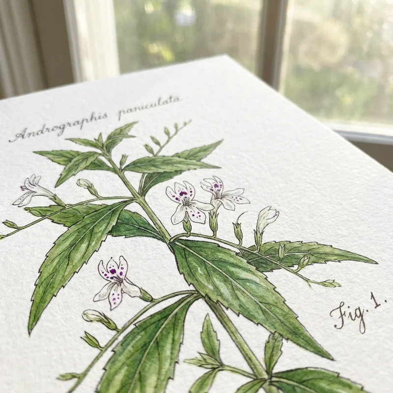 Planta medicinal Andrographis Paniculata